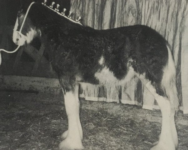 Zuchtstute Hewal Marianne (Clydesdale, 1994, von Ainville Freelance)