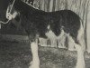 broodmare Hewal Marianne (Clydesdale, 1994, from Ainville Freelance)