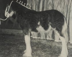 broodmare Hewal Marianne (Clydesdale, 1994, from Ainville Freelance)