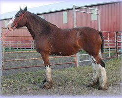 horse Hatfield Marianne (Clydesdale, 2008, from Spirit of Maple Stone)