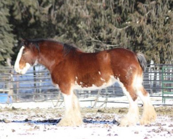 Pferd Hatfield Letitia (Clydesdale, 2002, von Donegal Northern Exposure)