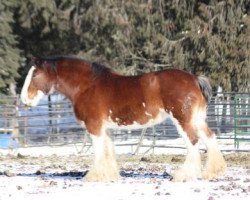 horse Hatfield Letitia (Clydesdale, 2002, from Donegal Northern Exposure)