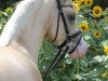 dressage horse Glückskind WE (German Riding Pony, 2017, from Golden West NRW)