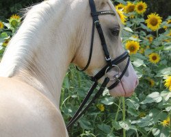 dressage horse Glückskind WE (German Riding Pony, 2017, from Golden West NRW)