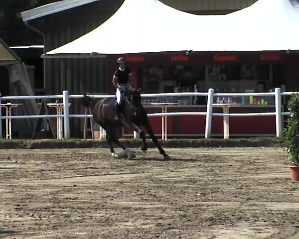 Reitturnier Tangstedt/Pinneberg 2015