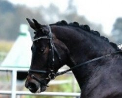 broodmare Echt Gold (Oldenburg, 2013, from Schwarzgold)