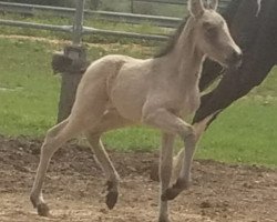 horse Enjoy de Finca Barroco (Pinto, 2020, from Albano de Finca Barroco (Albano von Susenberger))