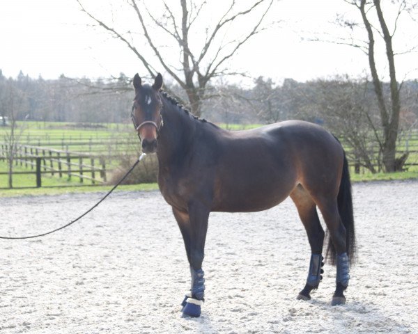 dressage horse Laeticia 22 (Rhinelander, 2008, from Lord Loxley I)