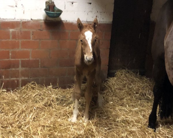 Dressurpferd Cosmo Rock B (Deutsches Reitpony, 2020, von DSP Cosmo Royale)