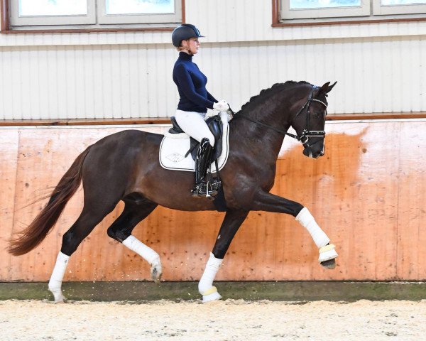 dressage horse Bon Courage 4 (Hanoverian, 2016, from Bon Coeur)