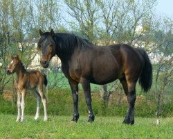 Zuchtstute Glamour des Combes (Französisches Pony, 1994, von Vainqueur du Bison)