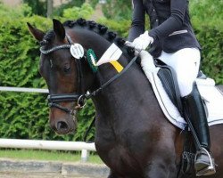 stallion DSP Ti Daily Challenge (German Riding Pony, 2013, from Dressman)