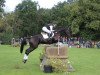 jumper Maddocks (Trakehner, 2014, from Hancock)