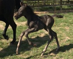 Pferd Uptown Girl van de herberg (Oldenburger, 2020, von Glamourdale)