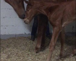 dressage horse Viva Lavine (Westfale, 2020, from Vivat Rex)