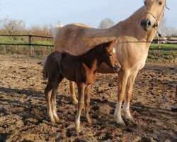 Pferd Belle Piera (Deutsches Reitpony, 2020, von Del Piero 25)