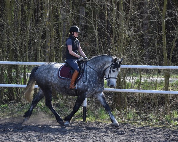 horse HIsta (Polish Warmblood, 2014)