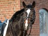 dressage horse Quésera-sera (German Sport Horse, 2012, from Quaterback)