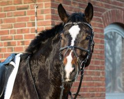 dressage horse Quésera-sera (German Sport Horse, 2012, from Quaterback)