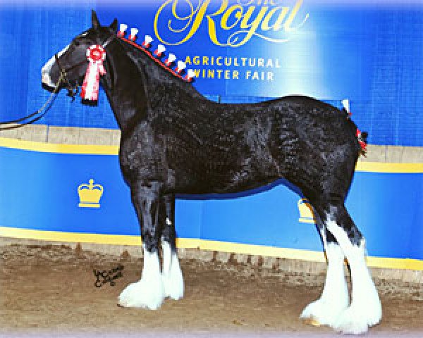 broodmare Hatfield Lady Jewel (Clydesdale, 2007, from Hatfield Black Magic)