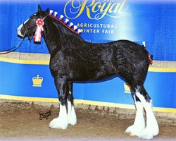 Zuchtstute Hatfield Lady Jewel (Clydesdale, 2007, von Hatfield Black Magic)