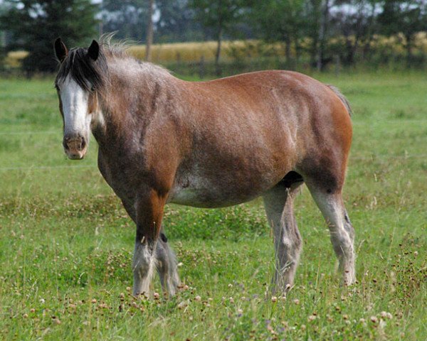 broodmare Hatfield Royal Jean (Clydesdale, 2000, from Torrs Cup Winner)