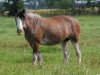 Zuchtstute Hatfield Royal Jean (Clydesdale, 2000, von Torrs Cup Winner)