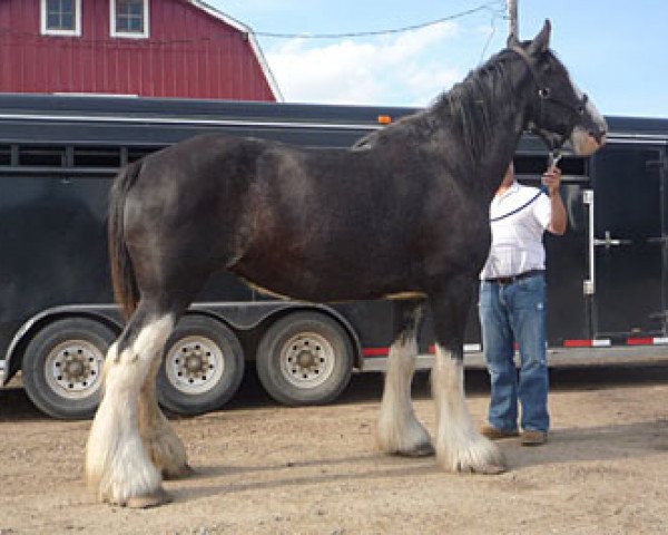 broodmare Hatfield Croyden Queen (Clydesdale, 2004, from Armageddon's Lord Cain)