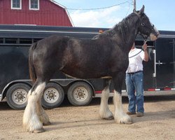 Zuchtstute Hatfield Croyden Queen (Clydesdale, 2004, von Armageddon's Lord Cain)