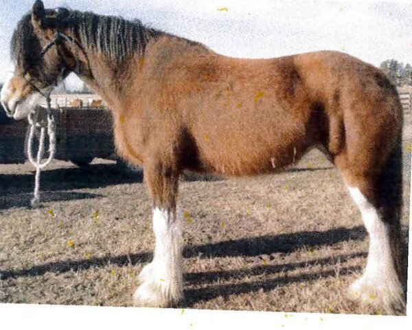 Zuchtstute CBR Jasper's Gracie Westerdale Maid (Clydesdale, 2009, von Westerdale Prospect)