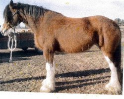 Zuchtstute CBR Jasper's Gracie Westerdale Maid (Clydesdale, 2009, von Westerdale Prospect)