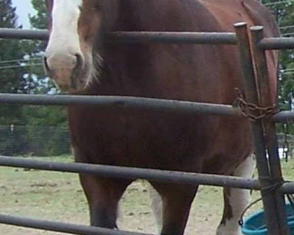 broodmare Hatfield Croydon Maid (Clydesdale, 2002, from Hatfield Majestic)