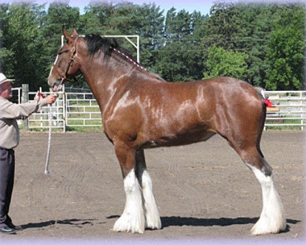 horse Hatfield Charlotte (Clydesdale, 2009, from Hatfield Front Runner)