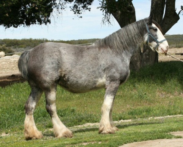 Zuchtstute Hatfield Blue Belle (Clydesdale, 2005, von Hewal Benefactor)