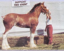 Zuchtstute Langbank Sweet Perfection (Clydesdale, 1999, von CIE Perfection)