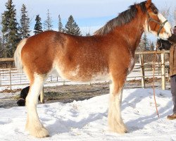 broodmare Maple Stone Sweet Emilee (Clydesdale, 2005, from Hewal Benefactor)