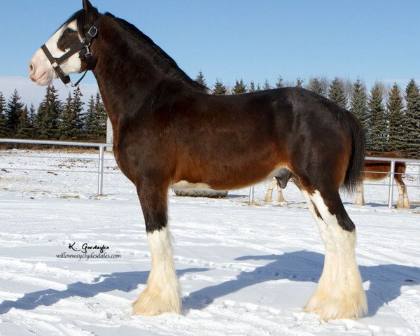 stallion Ozark's Royal View (Clydesdale, 2011, from Plunton Calum Maelogan)