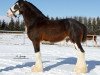 Deckhengst Ozark's Royal View (Clydesdale, 2011, von Plunton Calum Maelogan)