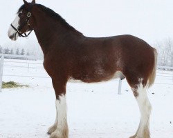 Pferd Hatfield Argo (Clydesdale, 2014, von Ozark's Royal View)