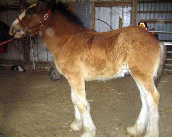 Pferd Hastings Mcduff's Sir James (Clydesdale, 2013, von SCA Top Guns Commander McDuff)