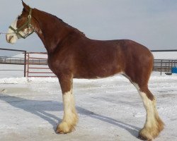 Pferd Hasting's Mcduff's Royal Rosie (Clydesdale, 2016, von SCA Top Guns Commander McDuff)