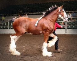 horse Hasting's Mcduff's Leap Sir Victor (Clydesdale, 2012, from SCA Top Guns Commander McDuff)