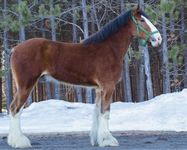 horse Harrislea Axel (Clydesdale, 2014, from Green Leaf Catalyst)