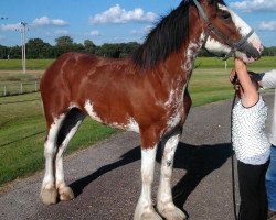 horse Harmony Hill MM Calin (Clydesdale, 2011, from May's Marquis of Iron Horse (E.T.))