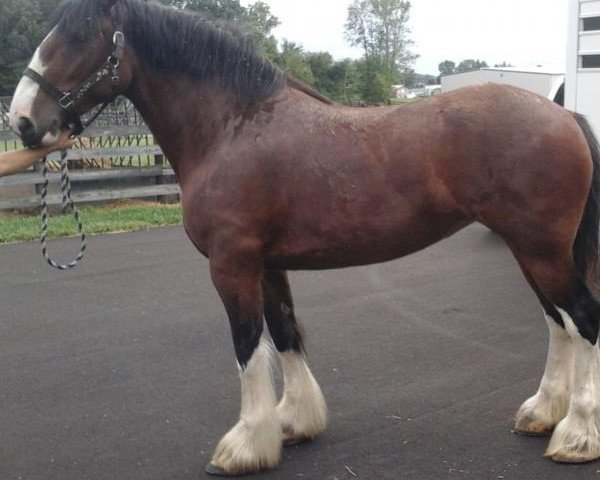 Pferd Callalily of Kinross Glen (Clydesdale, 2014, von Hatfield Dagger)