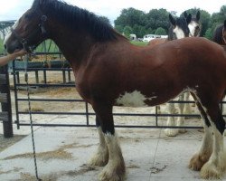 broodmare Green Leaf Lilly of the Valley (Clydesdale, 2004, from Collessie Crackerjack)