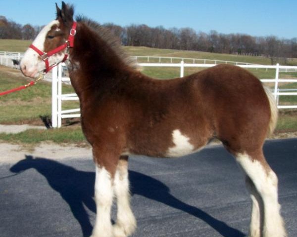 Pferd Belleau W.S. Red H.C.P. (Clydesdale, 2015, von Zorra Highland Captain)