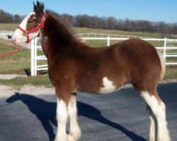 horse Belleau W.S. Red H.C.P. (Clydesdale, 2015, from Zorra Highland Captain)