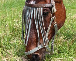 Pferd Jolina 2 (KWPN (Niederländisches Warmblut), 1986, von Feo de Lauzelle)