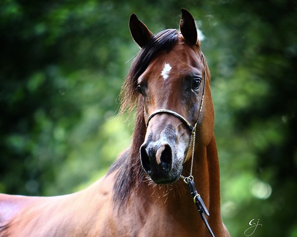 horse Jaipur ox (Arabian thoroughbred, 2007, from WH Justice ox)